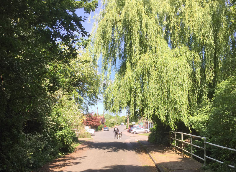 willow trees in Old Wickford Road