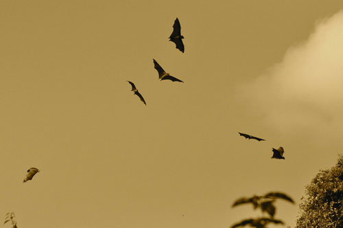 bats in south woodham ferrers