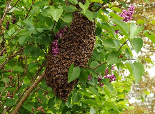 SWARM OF BEES