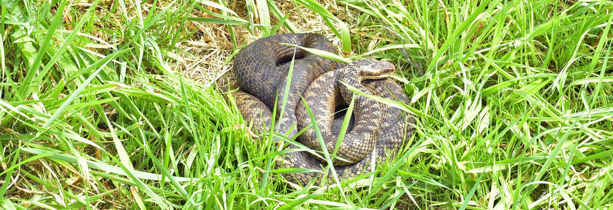 adders in south woodham ferrers fen