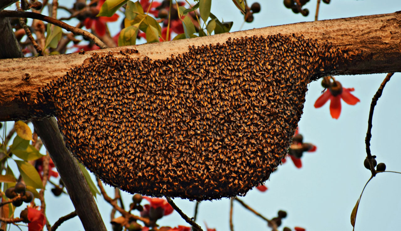 bee swarm