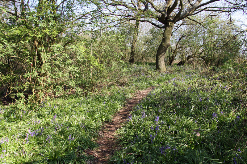 Bluebell Wood