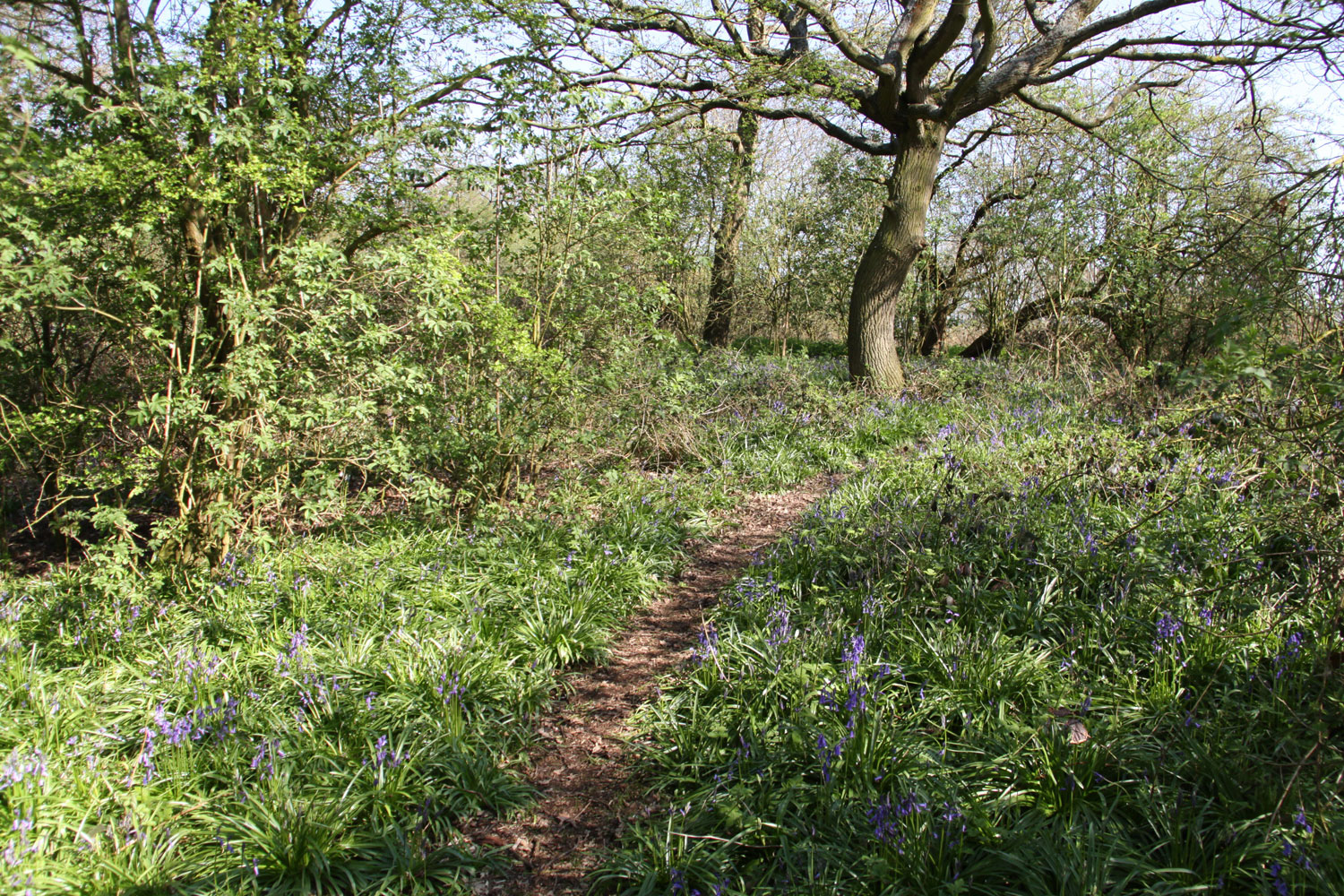 Bluebell Wood at the top of Radar Bushy Hill South Woodham Ferrers
