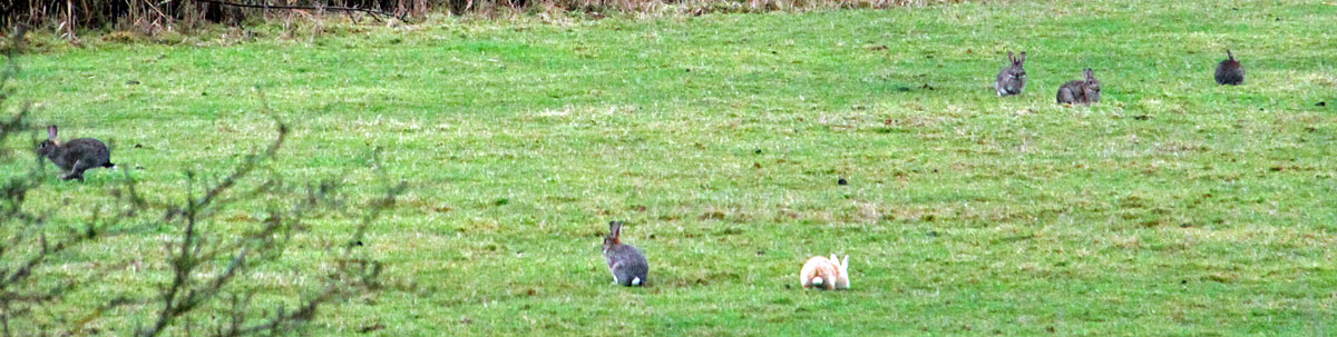 rabbits near the Lodge Inn burnham road