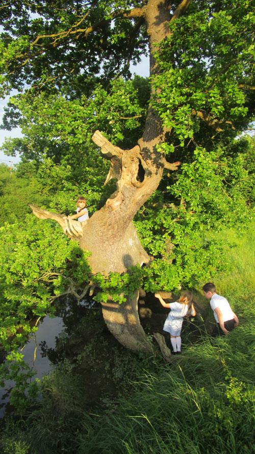 South woodham ferrers fenn fairy tree