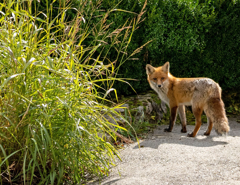 fox in the wild