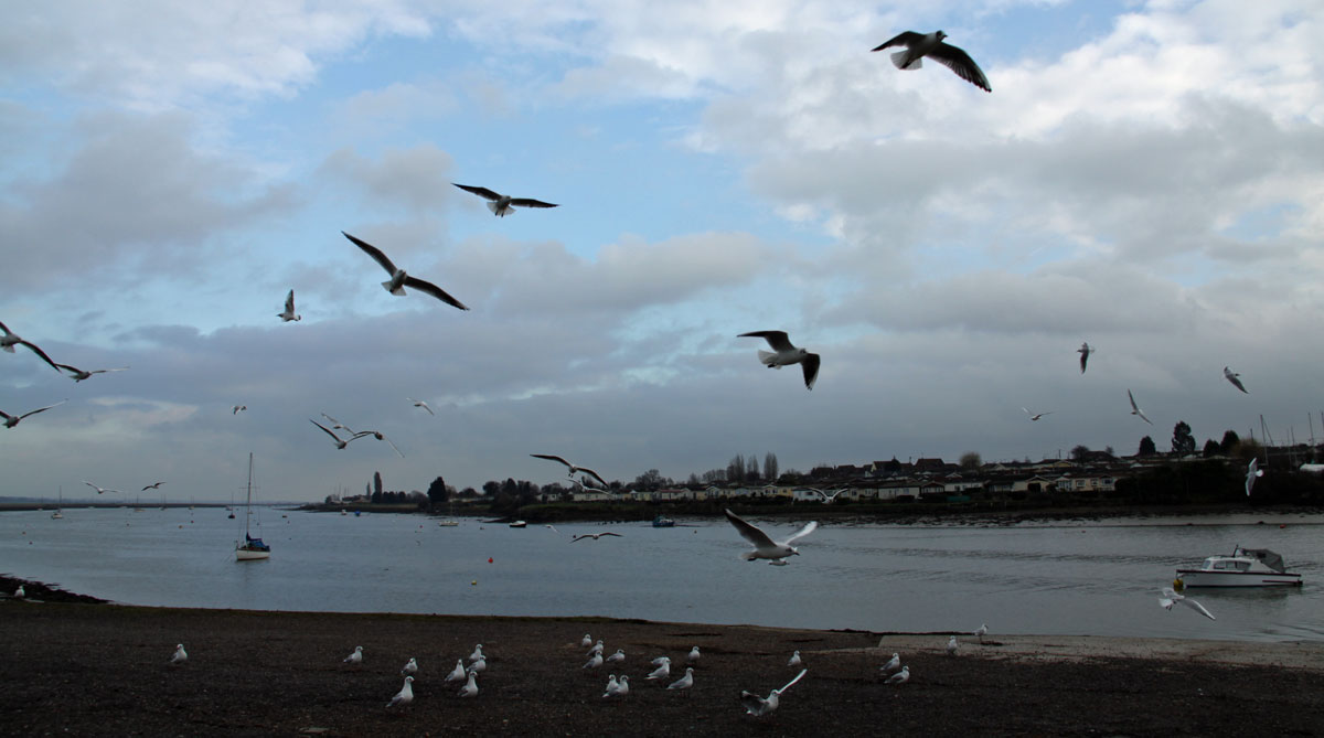 sea gulls river crouch south woodham ferrers