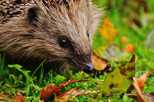 hedgehog