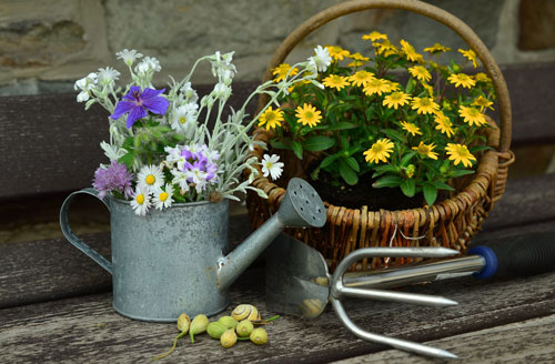 south woodham ferrers horticultural society