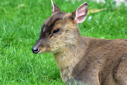 Muntjac deer south woodham ferrers