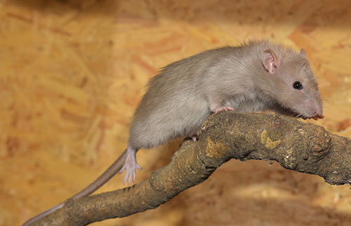 garden rat in south woodham ferrers