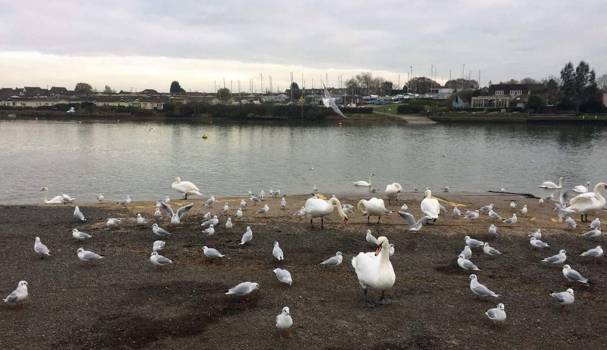 swans on the River Crouch
