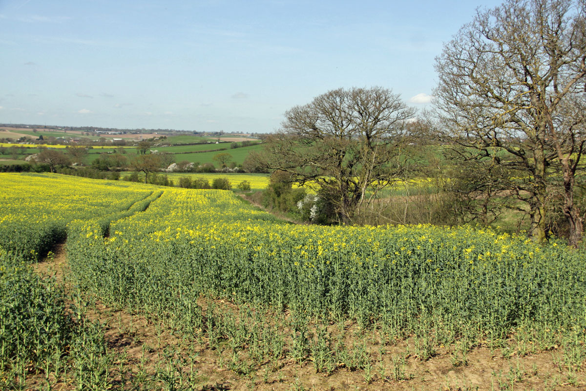 Top of Radar Hill past Bluebell Wood